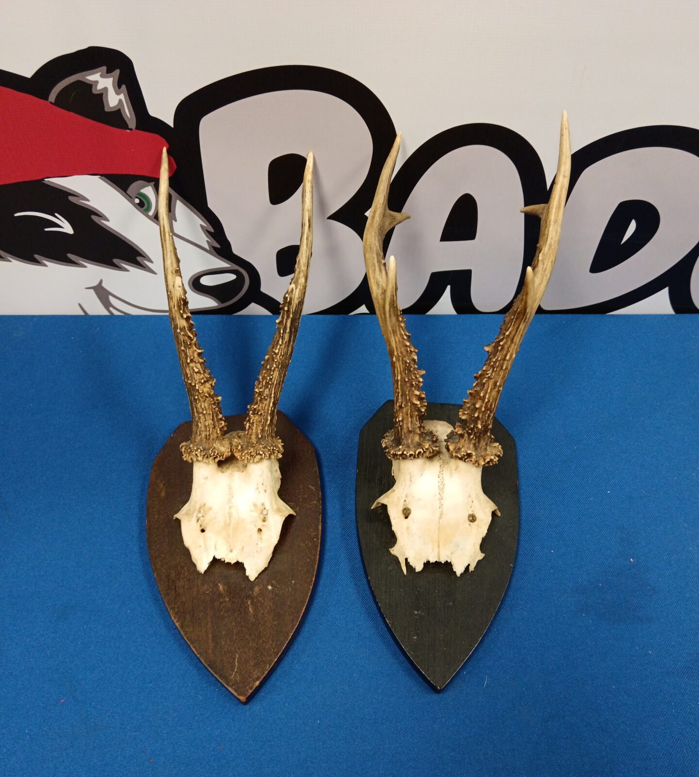 Two mounted sets of deer antlers