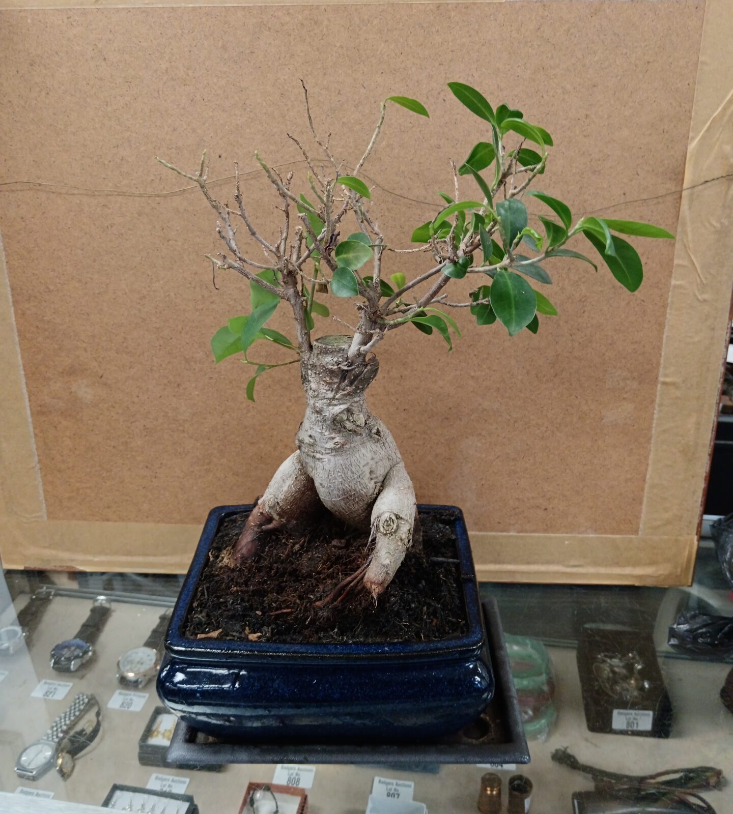 Bonsai tree in blue pottery planter