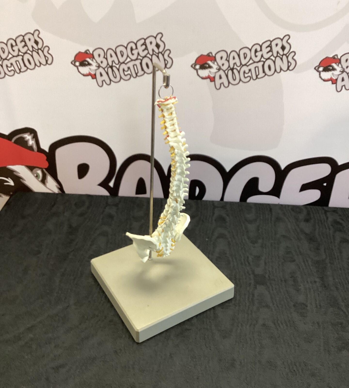 Flexible Human Spine