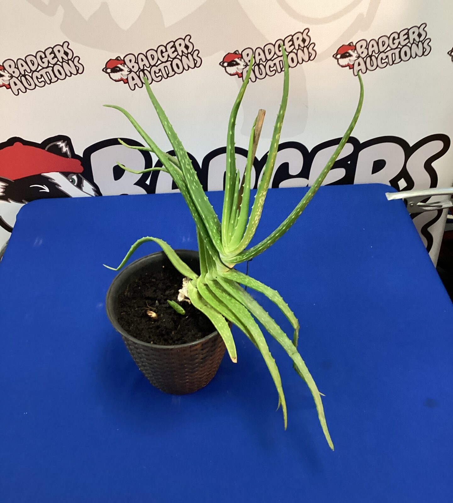 Aloe vera plant in pot