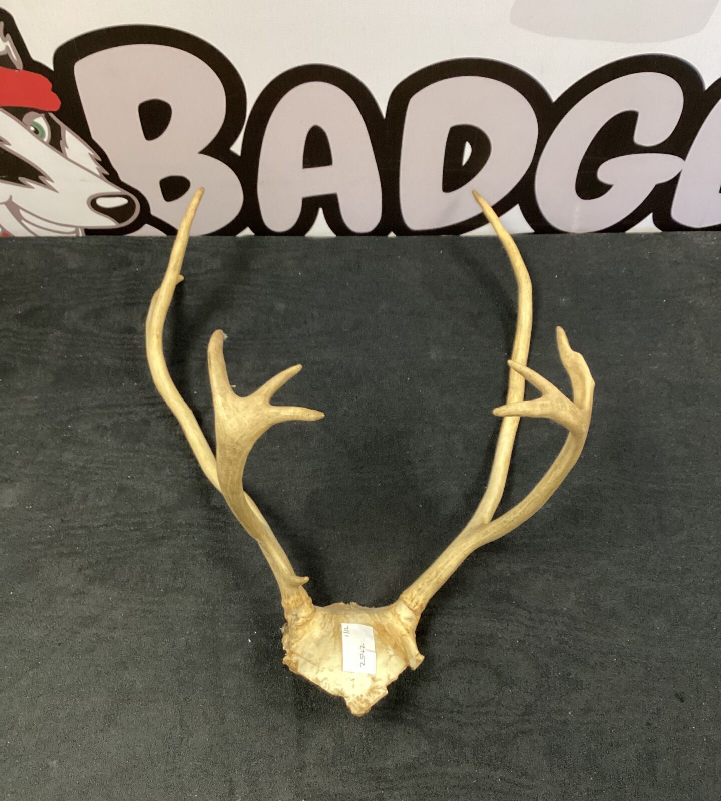 Set of fine antlers on skull cap