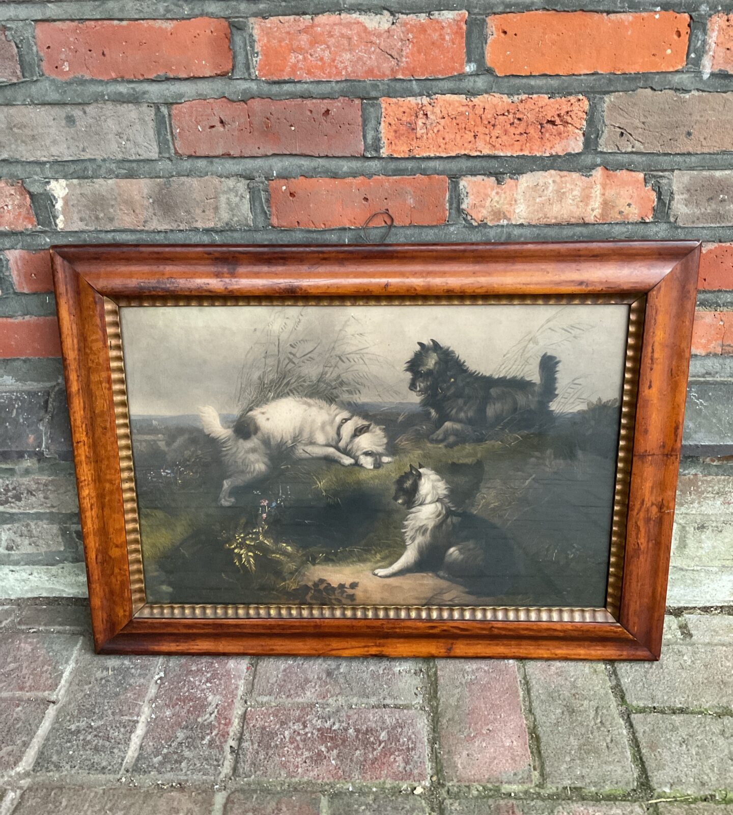 george amfield 19th century hand coloured etching of terriers in maple frame