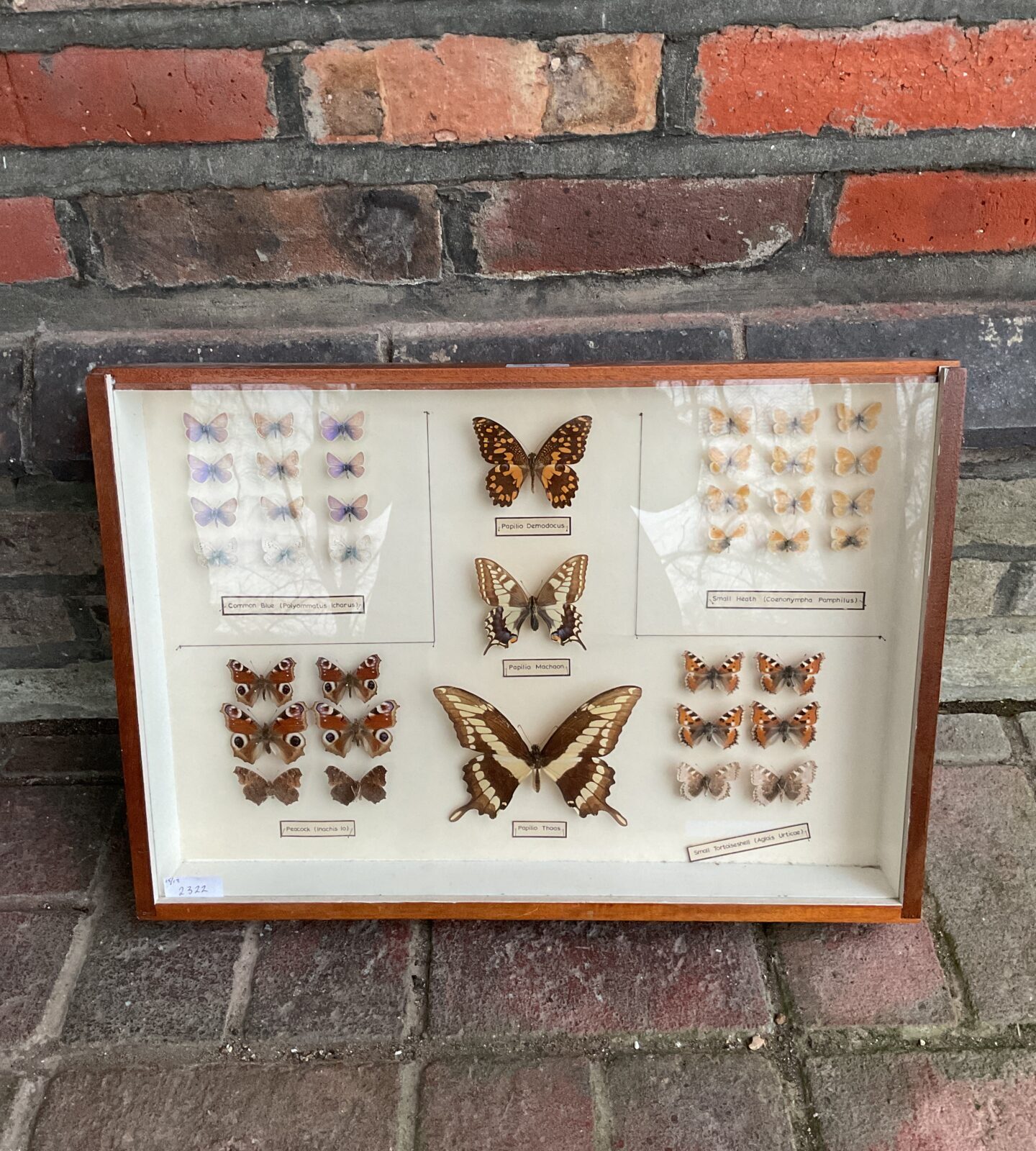 Framed collection of taxidermy butterflies