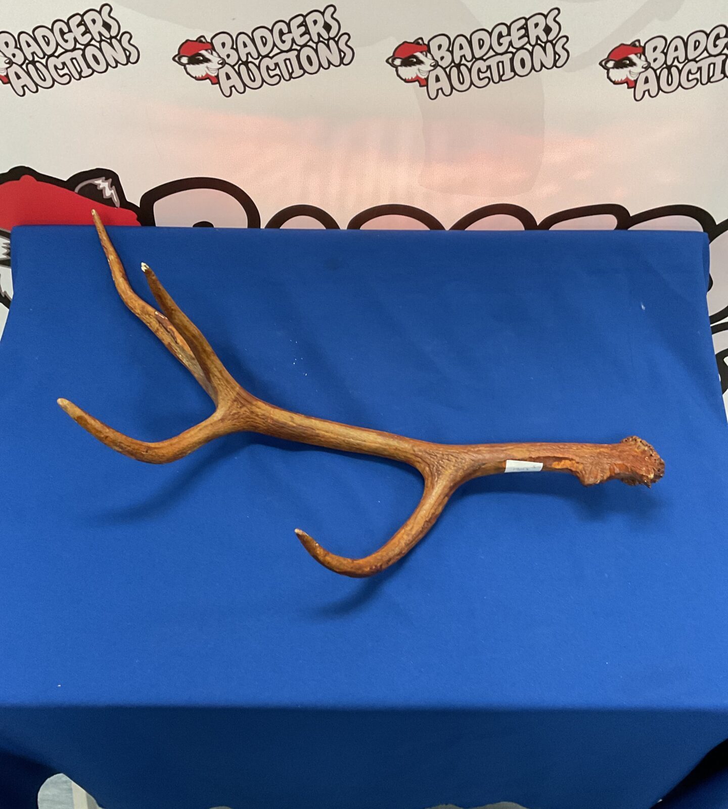 Large 4 point stagg antler