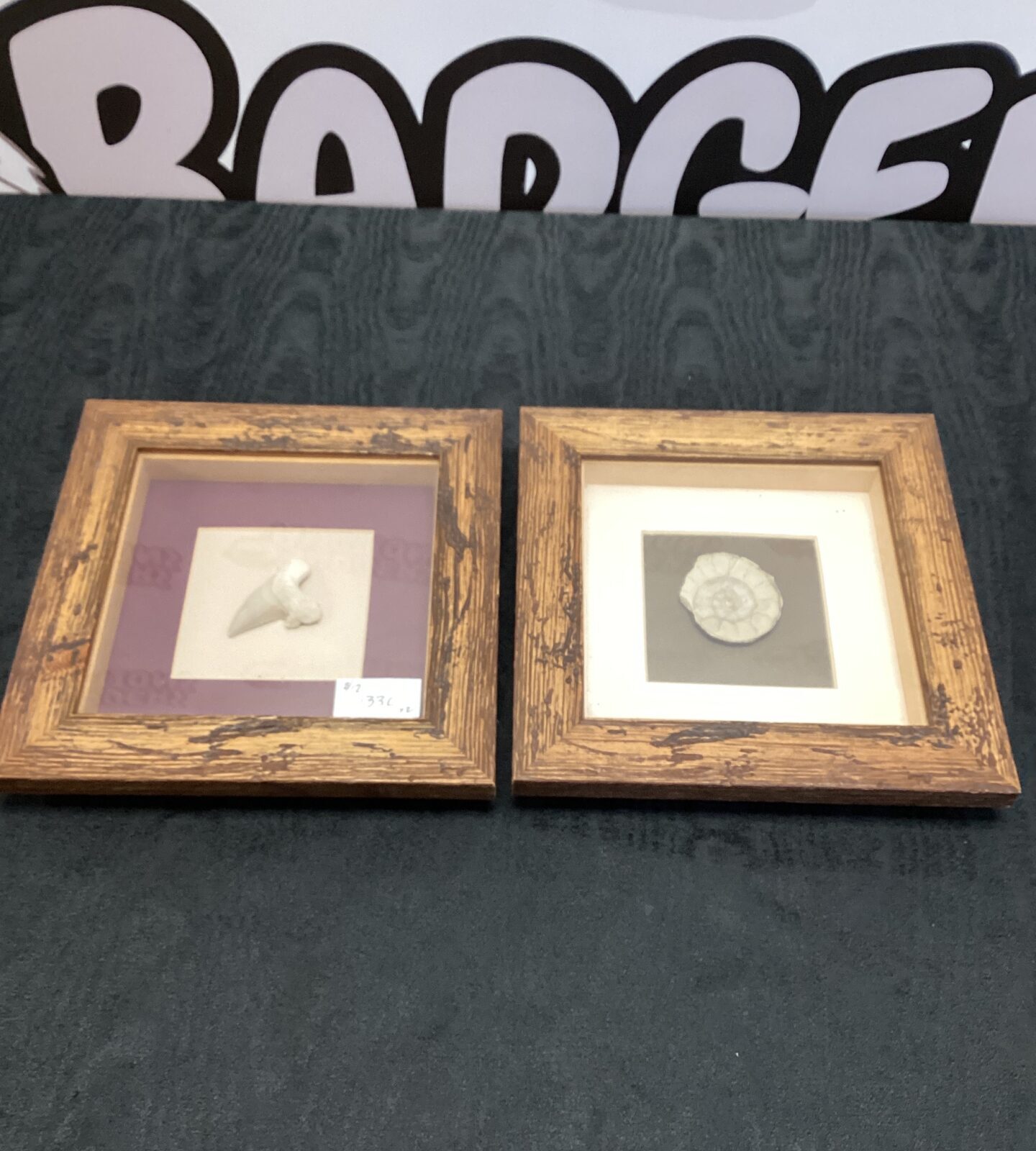 Framed Fossilised Shark tooth and Ammonite