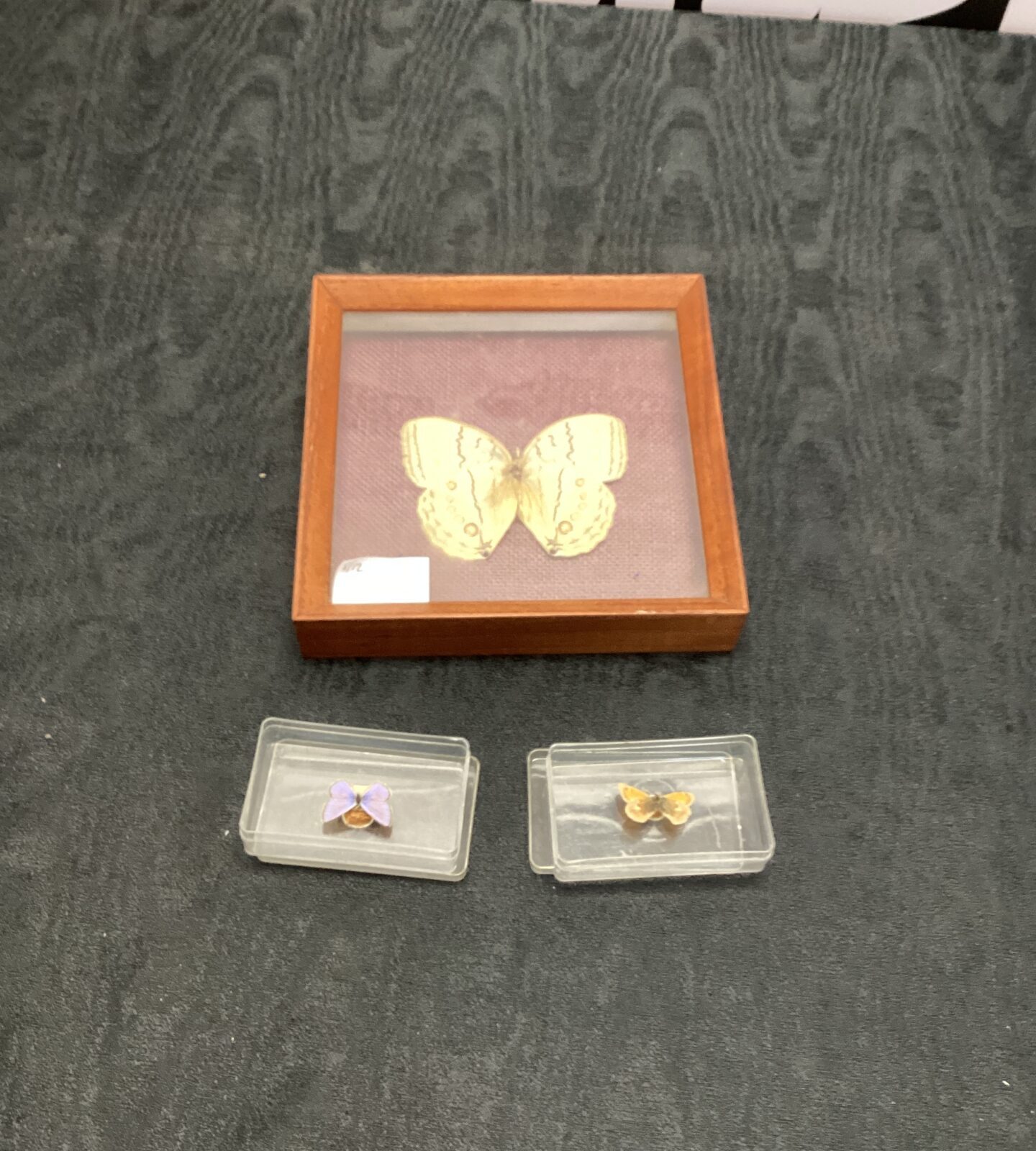 Framed butterfly and two small moths