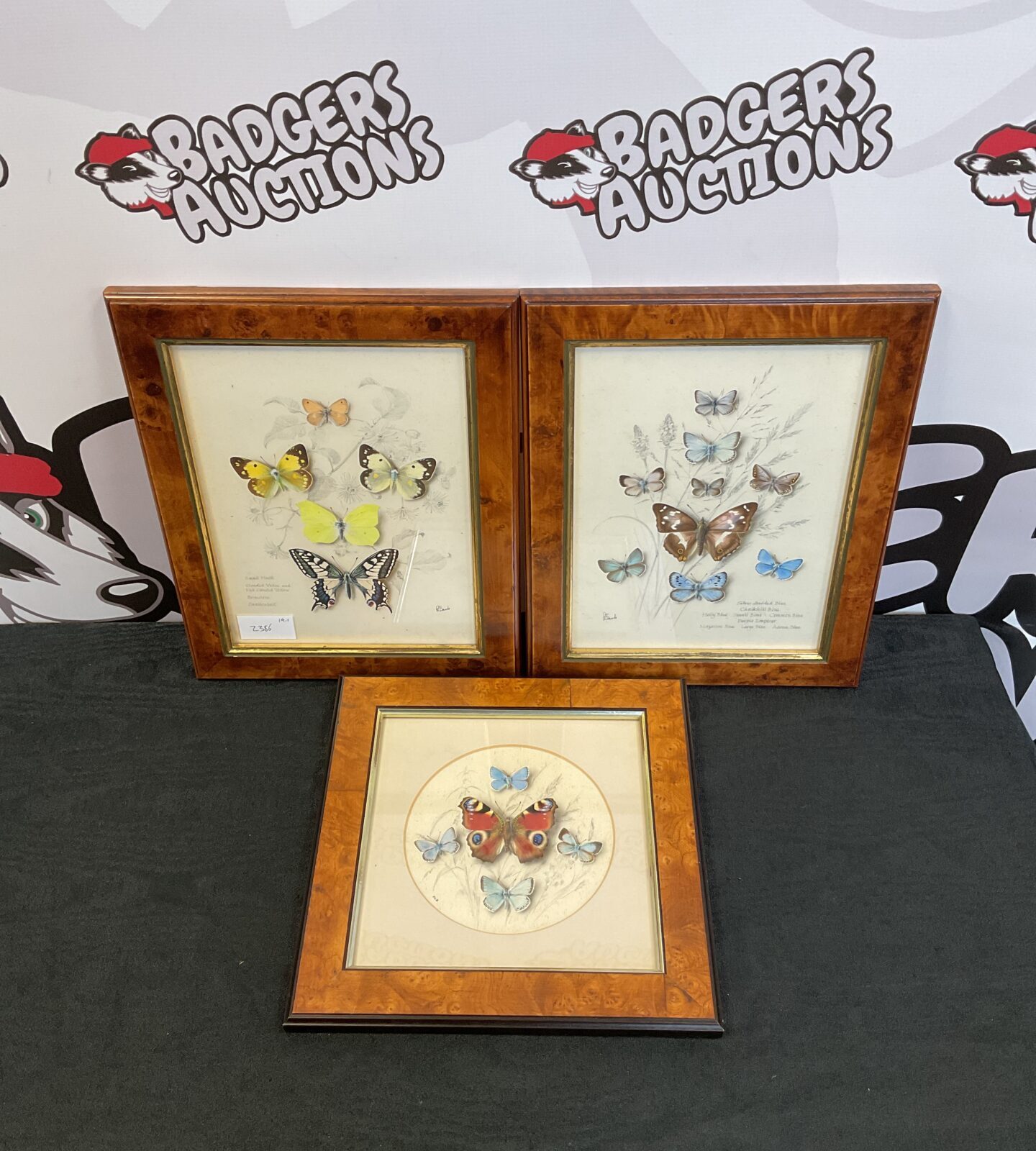 Three framed p k bawls original butterfly paintings