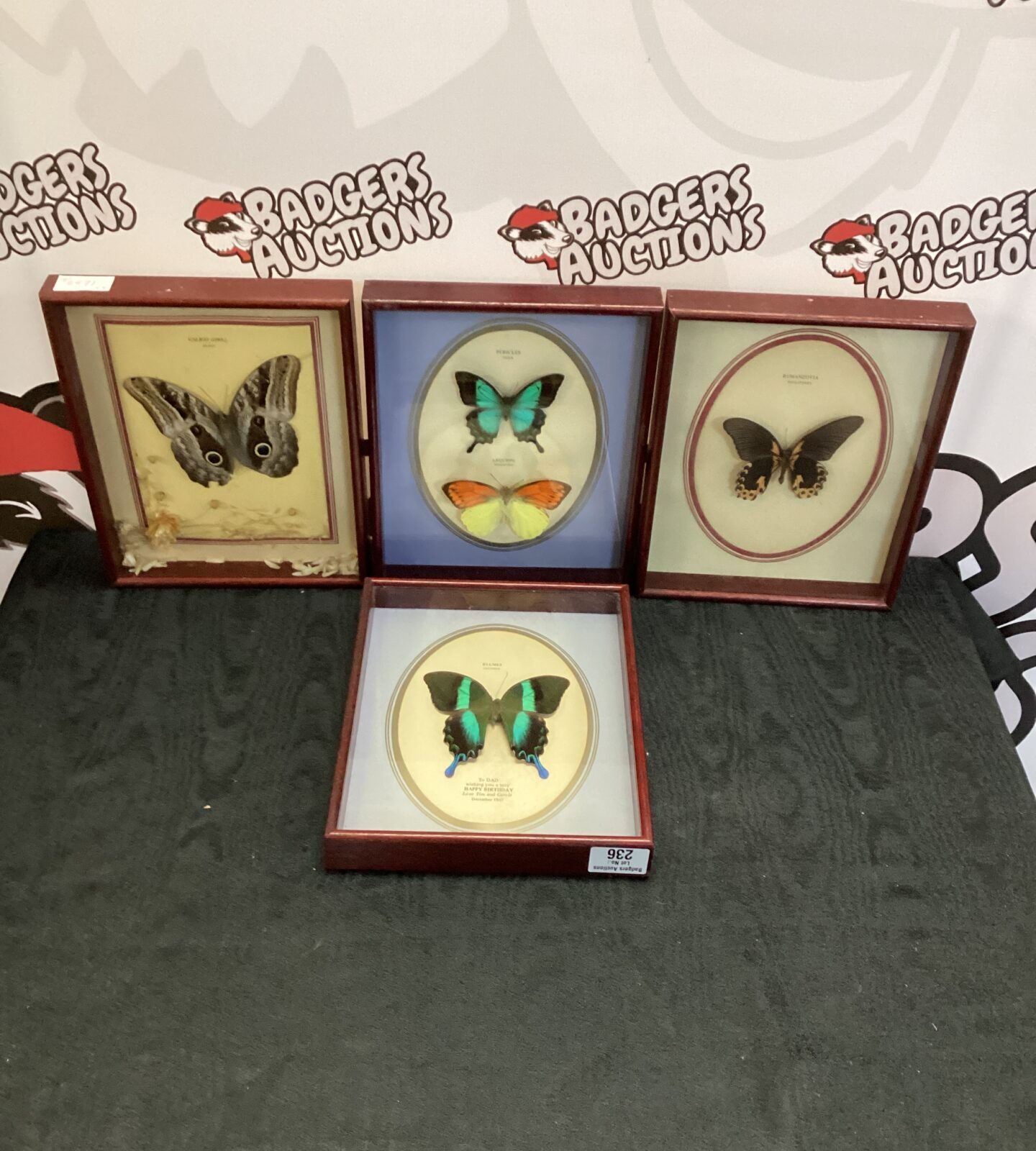 Four mounted Butterfies