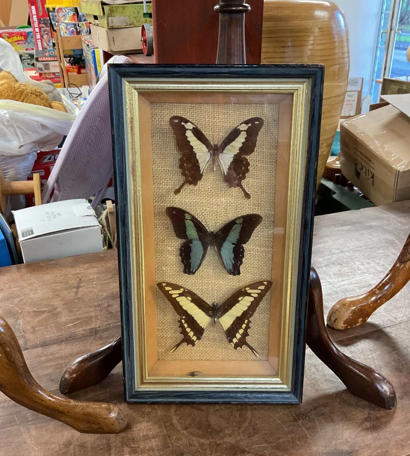 Set of three taxidermy butterflies in case