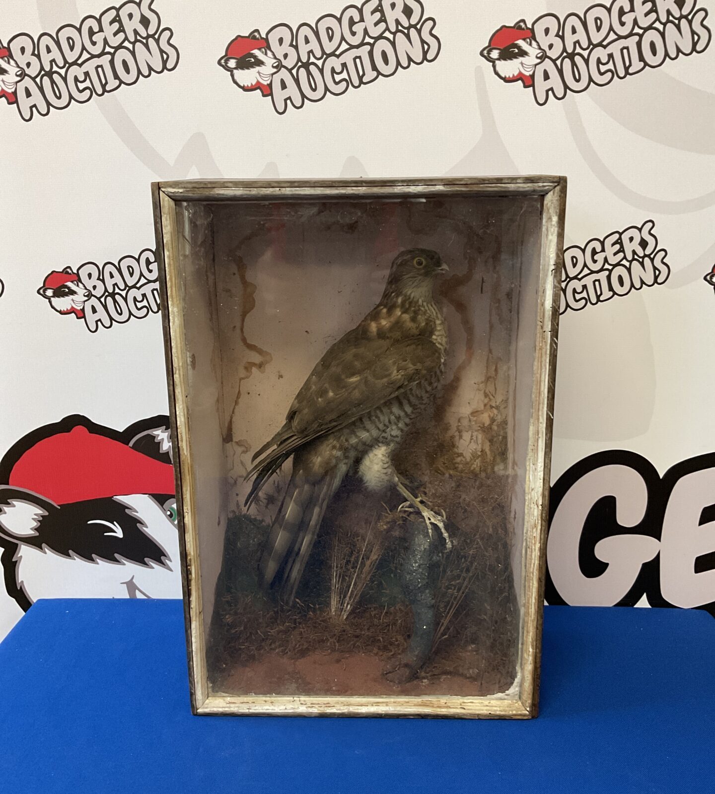 Vintage taxidermy sparrow hawk in case