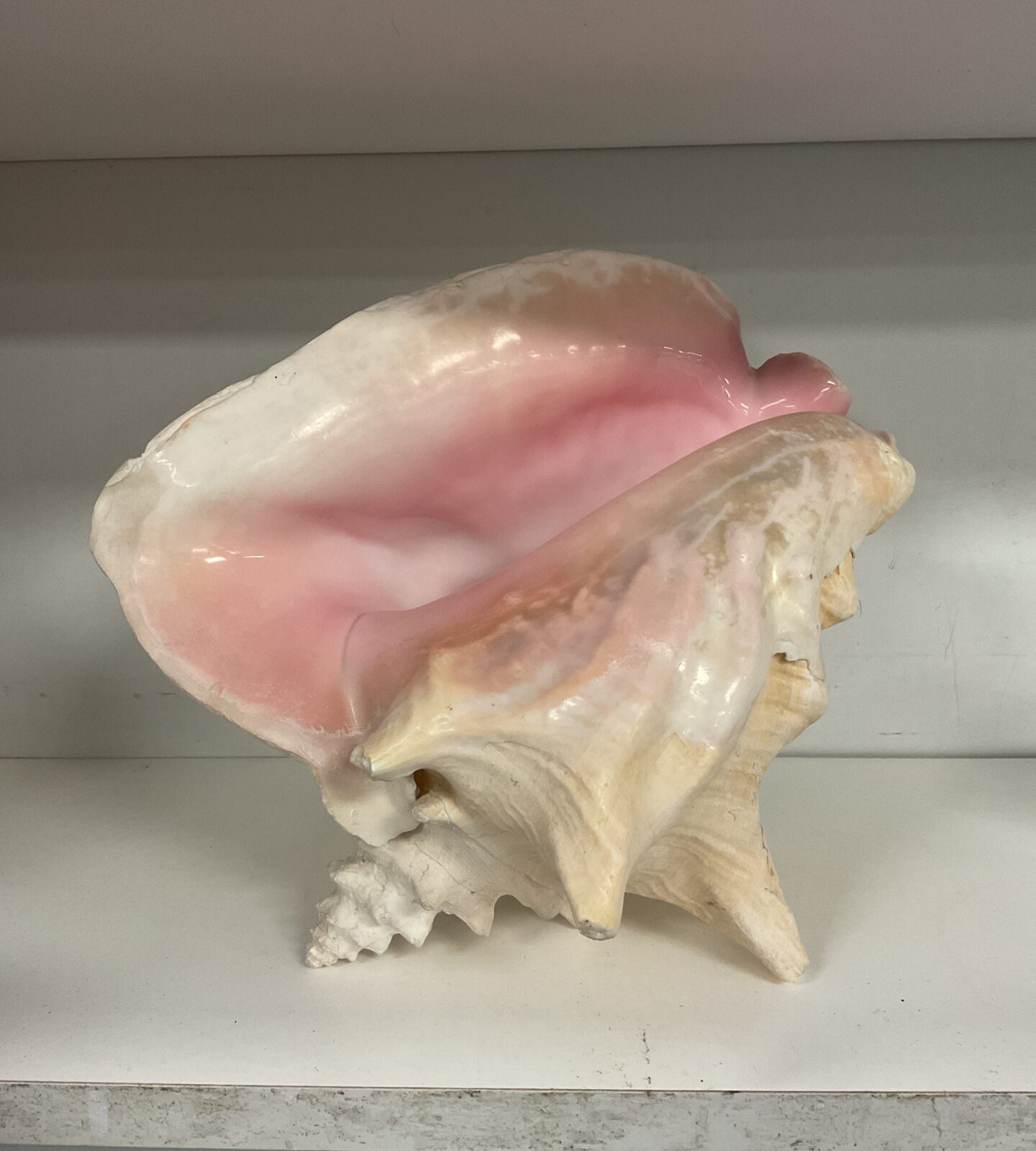 Large conch shell