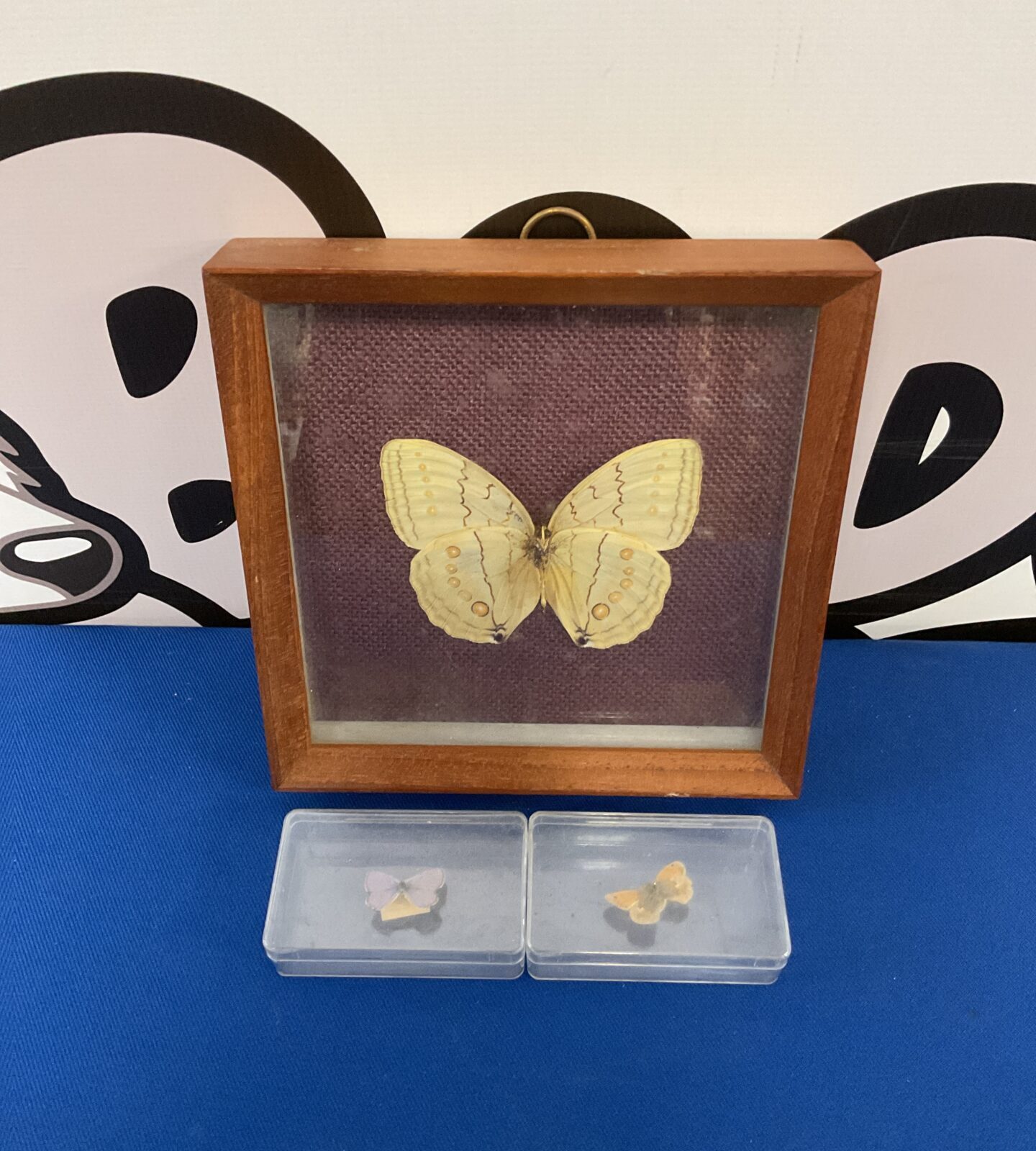 Three taxidermy butterflies in cases