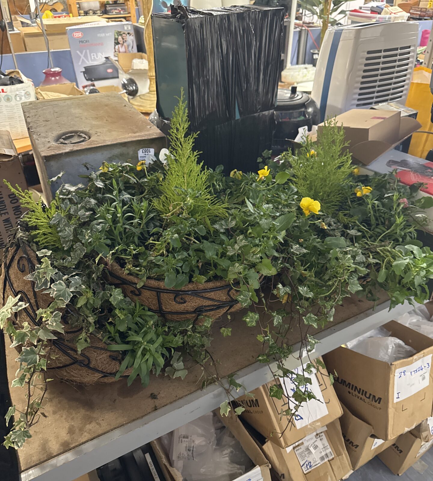 Three wire frame hanging baskets - come with free plants!