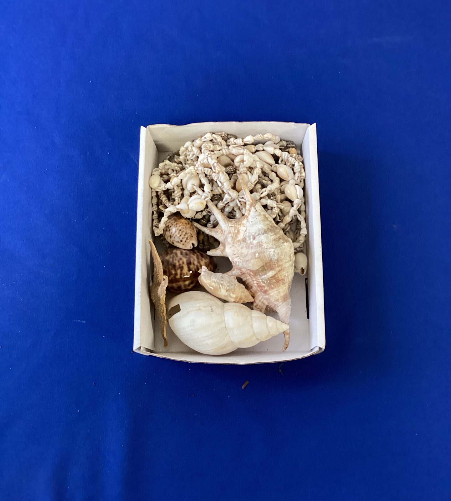 tray of shells & shell jewellery