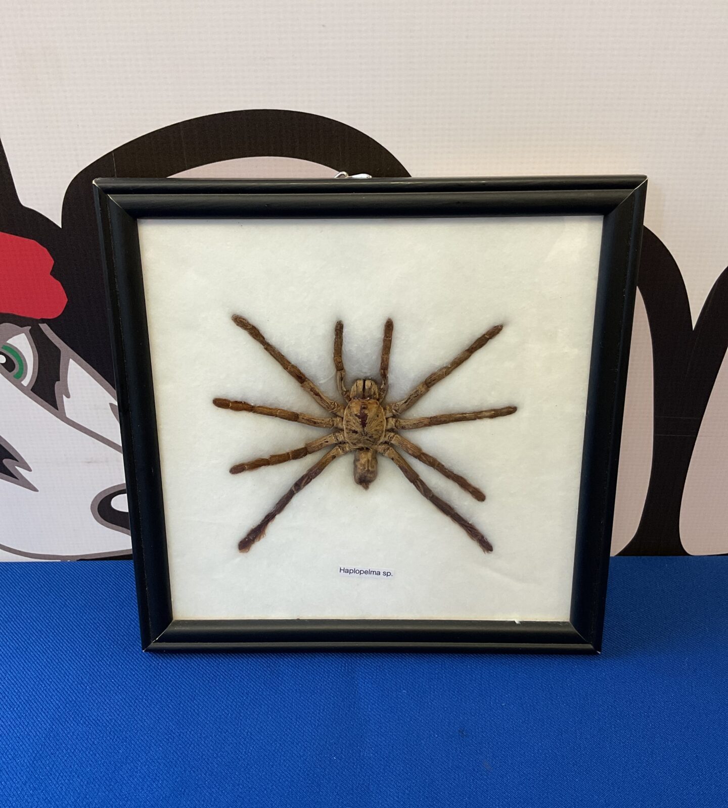 Framed taxidermy haplopelma spider