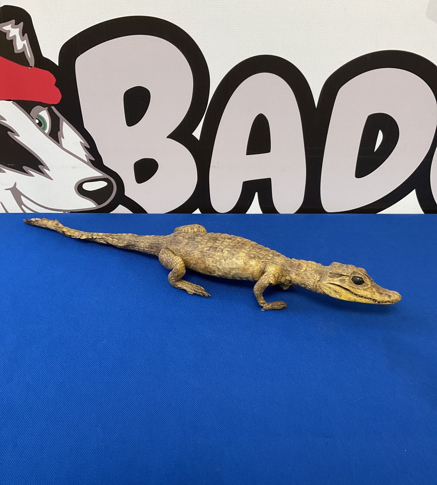 Small taxidermy crocodile