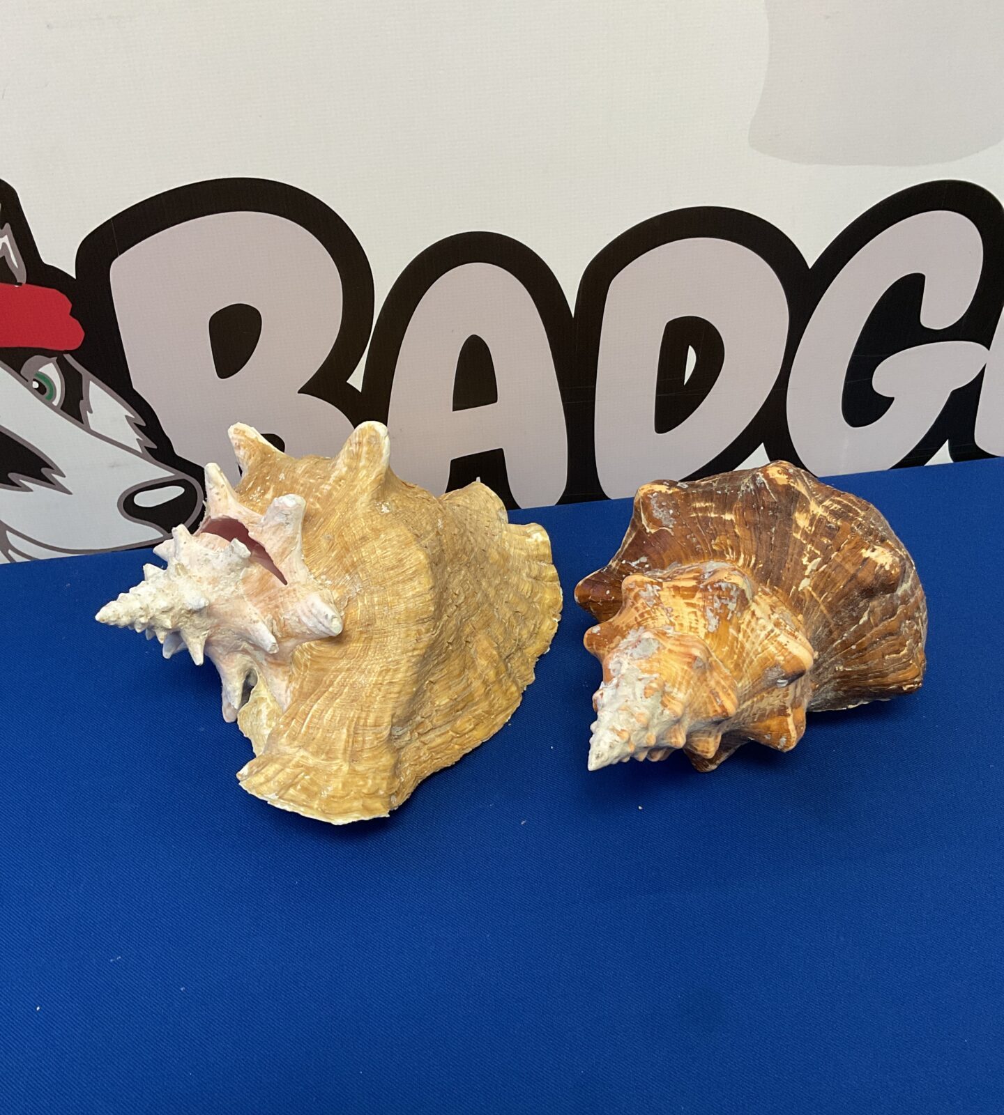 Two large conch shells