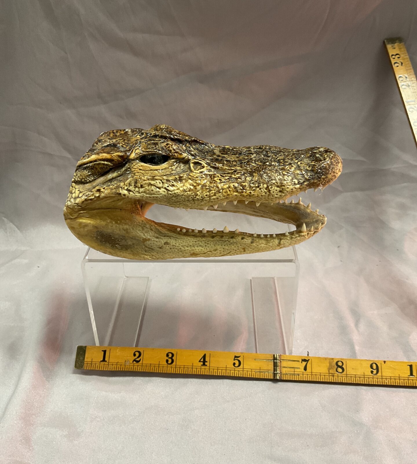 taxidermy crocodile head