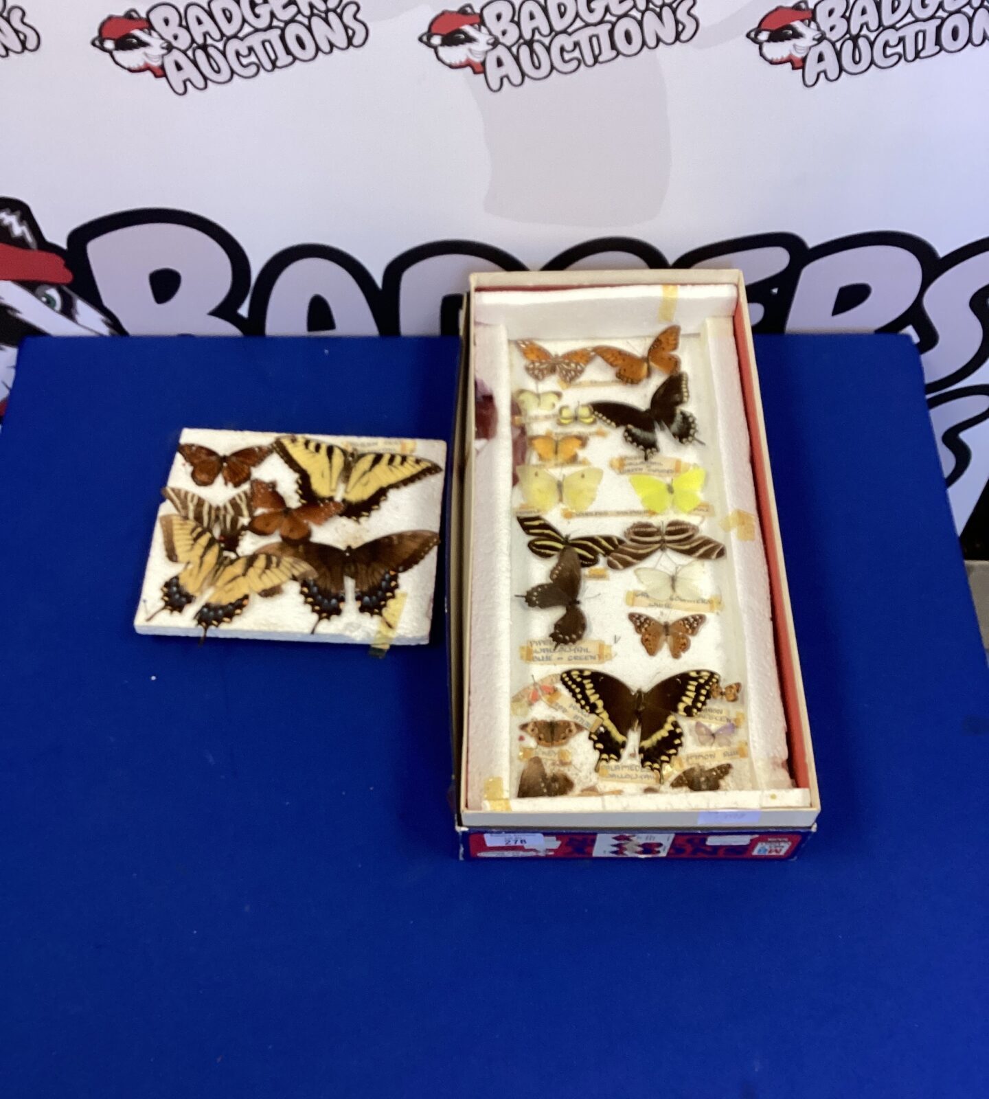Collection of Mounted Butterflies