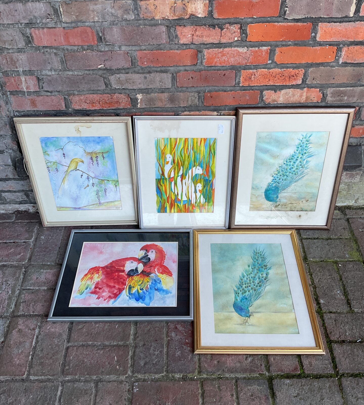 Collection of original artworks of birds