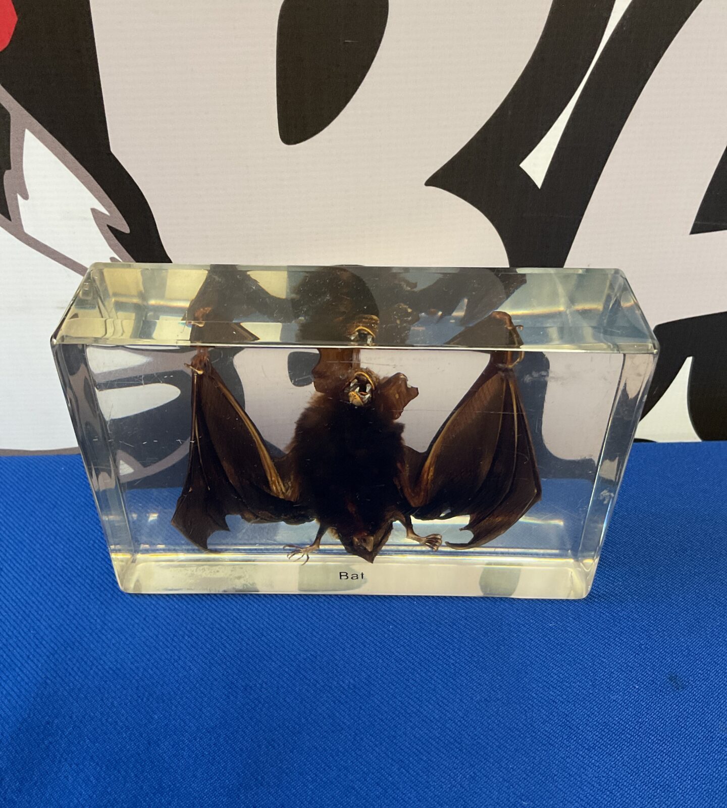 Taxidermy bat in resin block