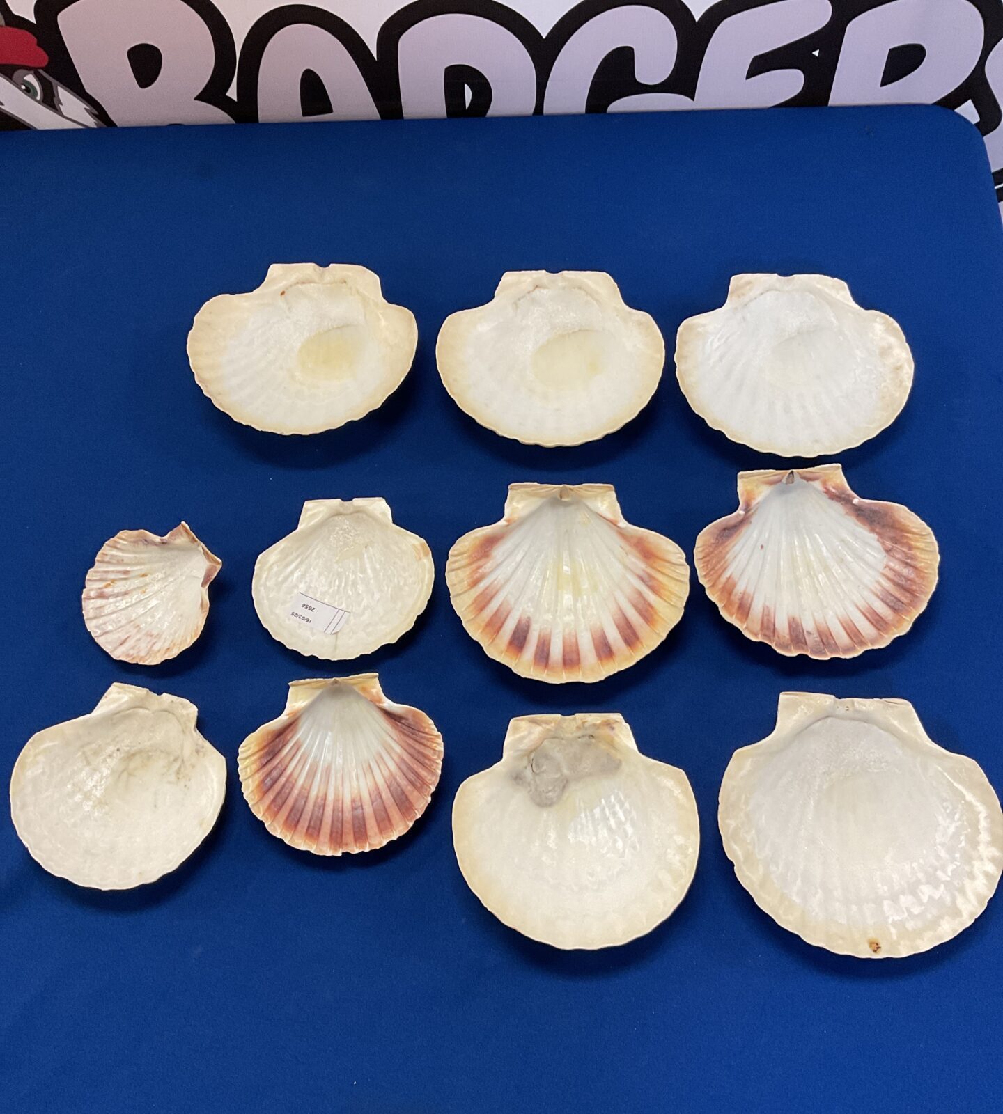 Lot of 11 clam shells