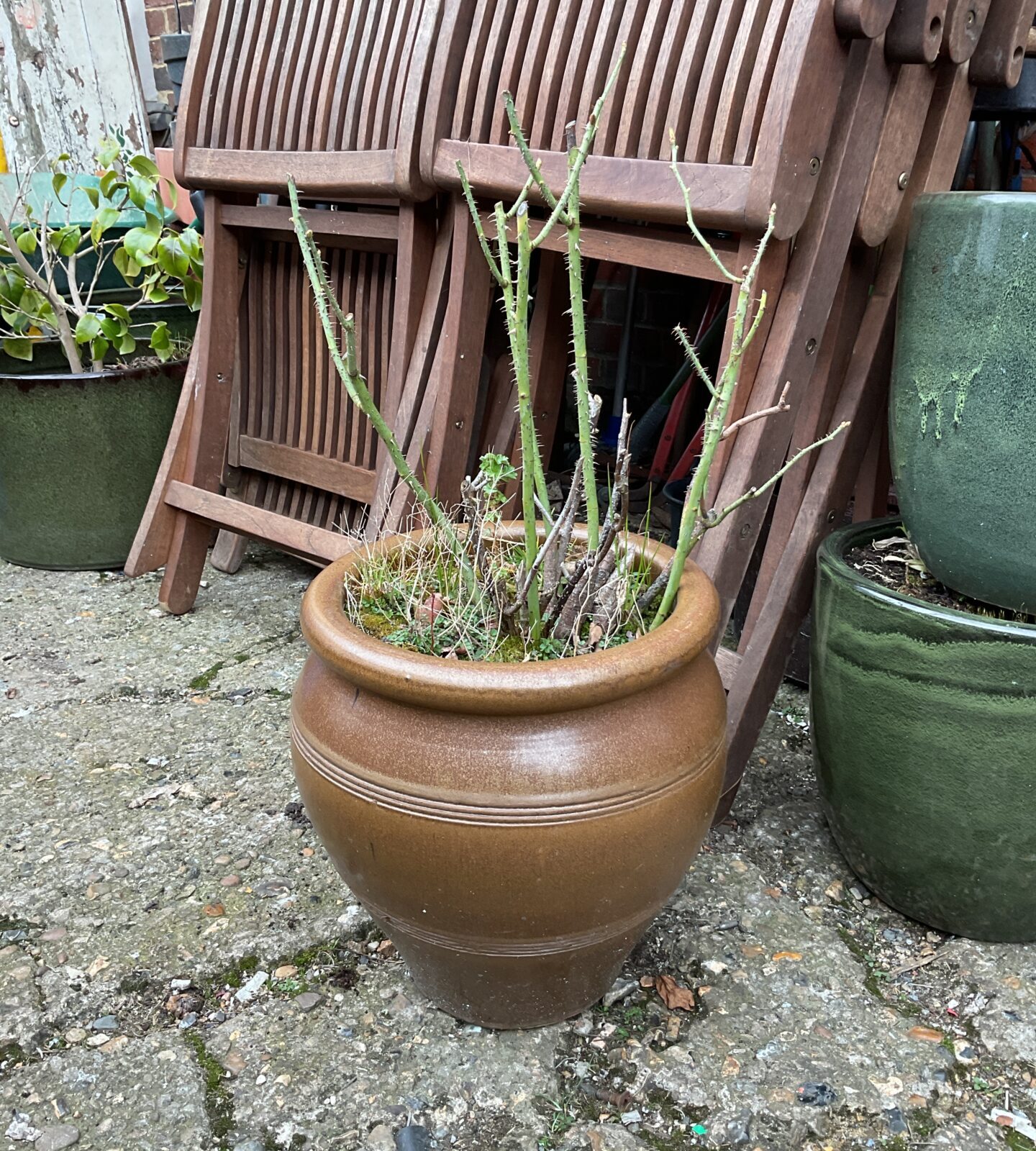 Large Brown pottery plant pot