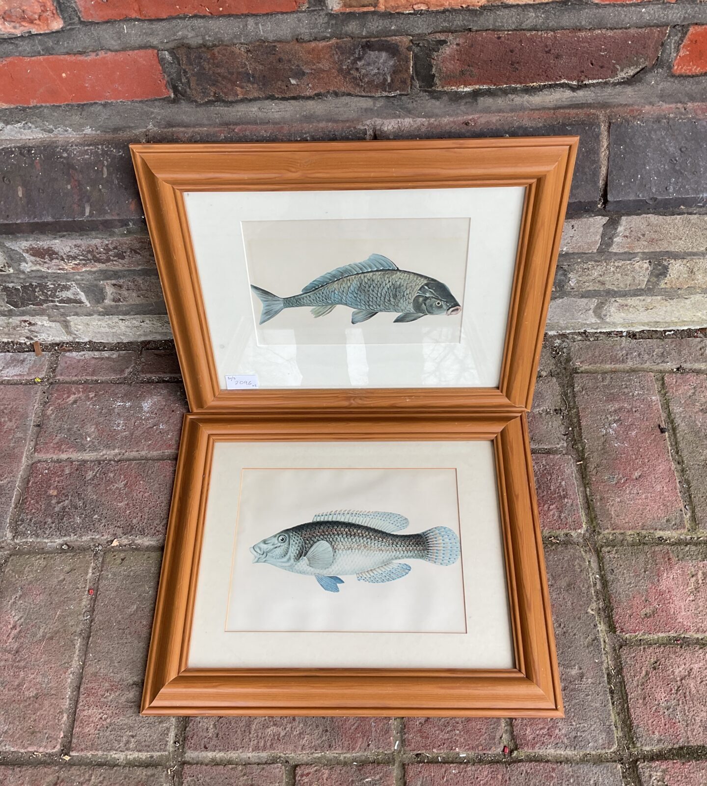 Pair of 1977 framed book plate fish prints of carp & peacock wrasse