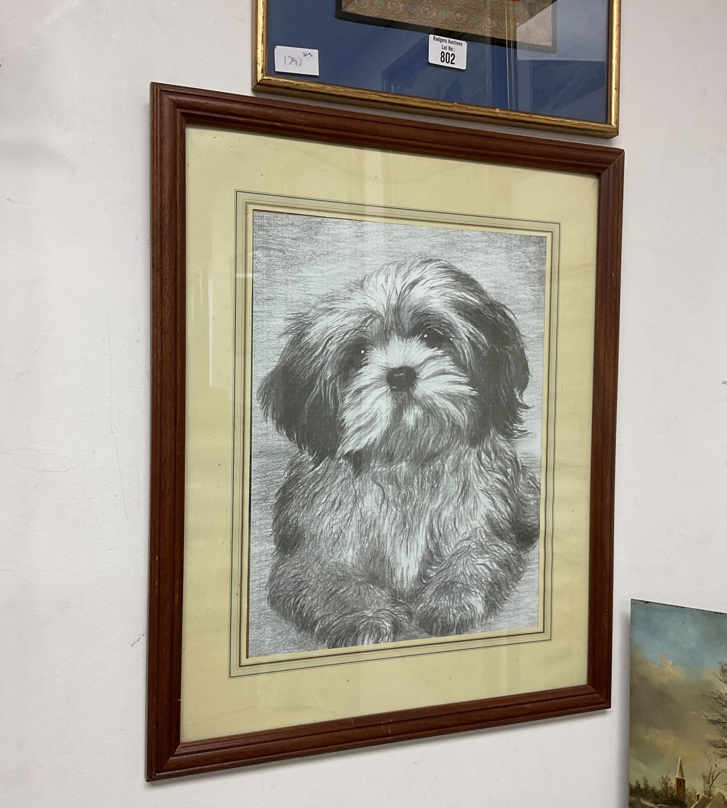 Framed print of a shiz tzu poodle dog