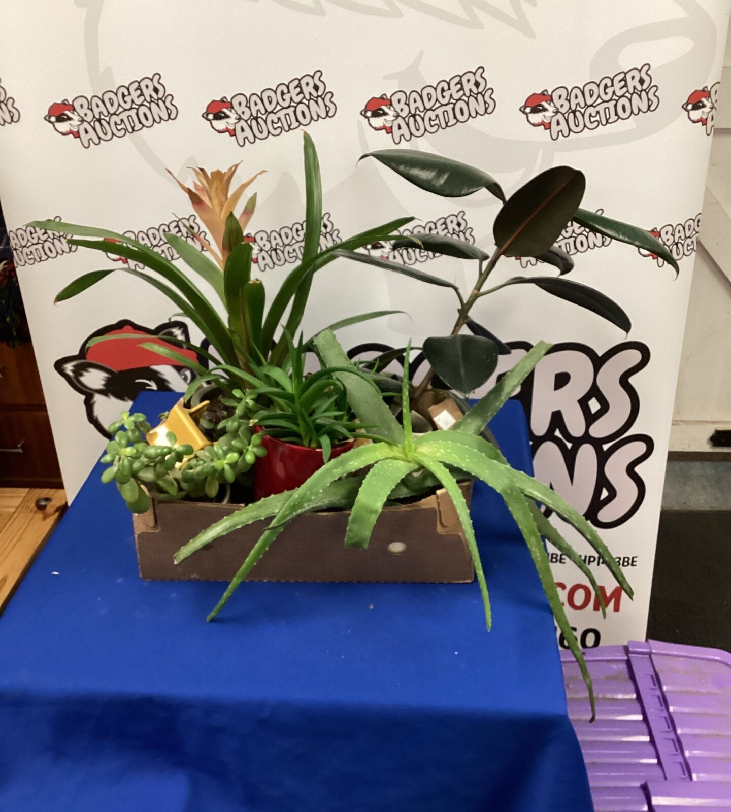 Box of house plants in pots