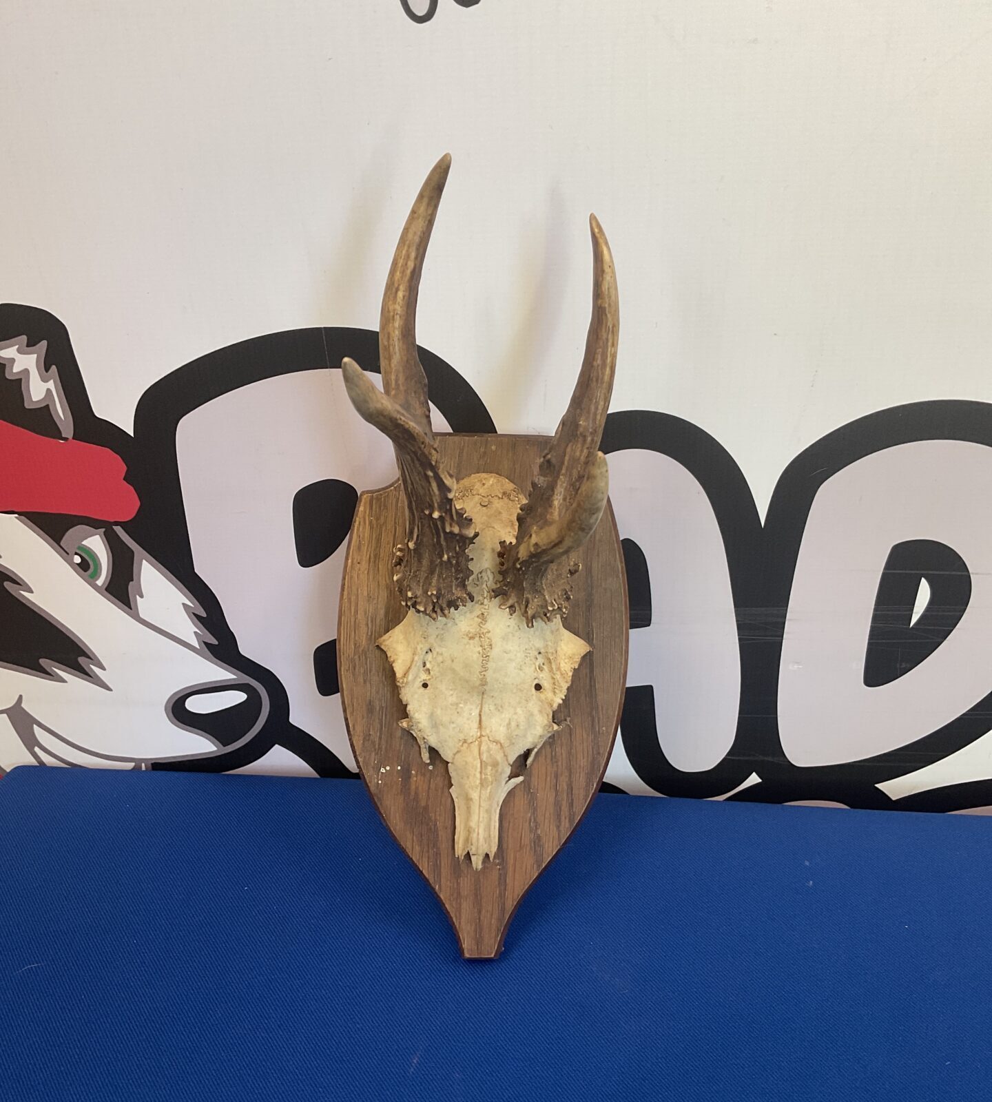 Vintage mounted roe deer antlers