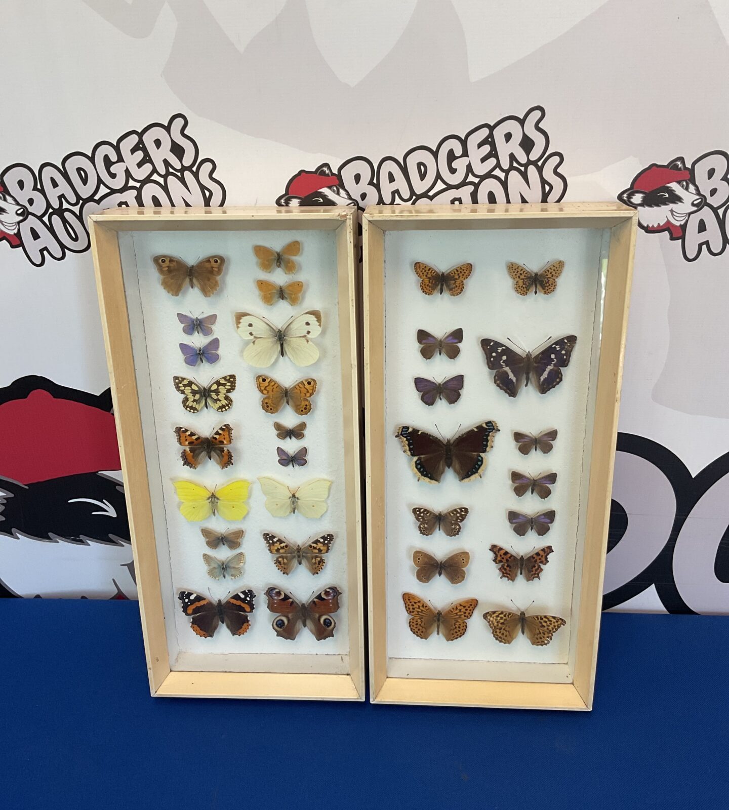 Two framed sets of taxidermy butterflies