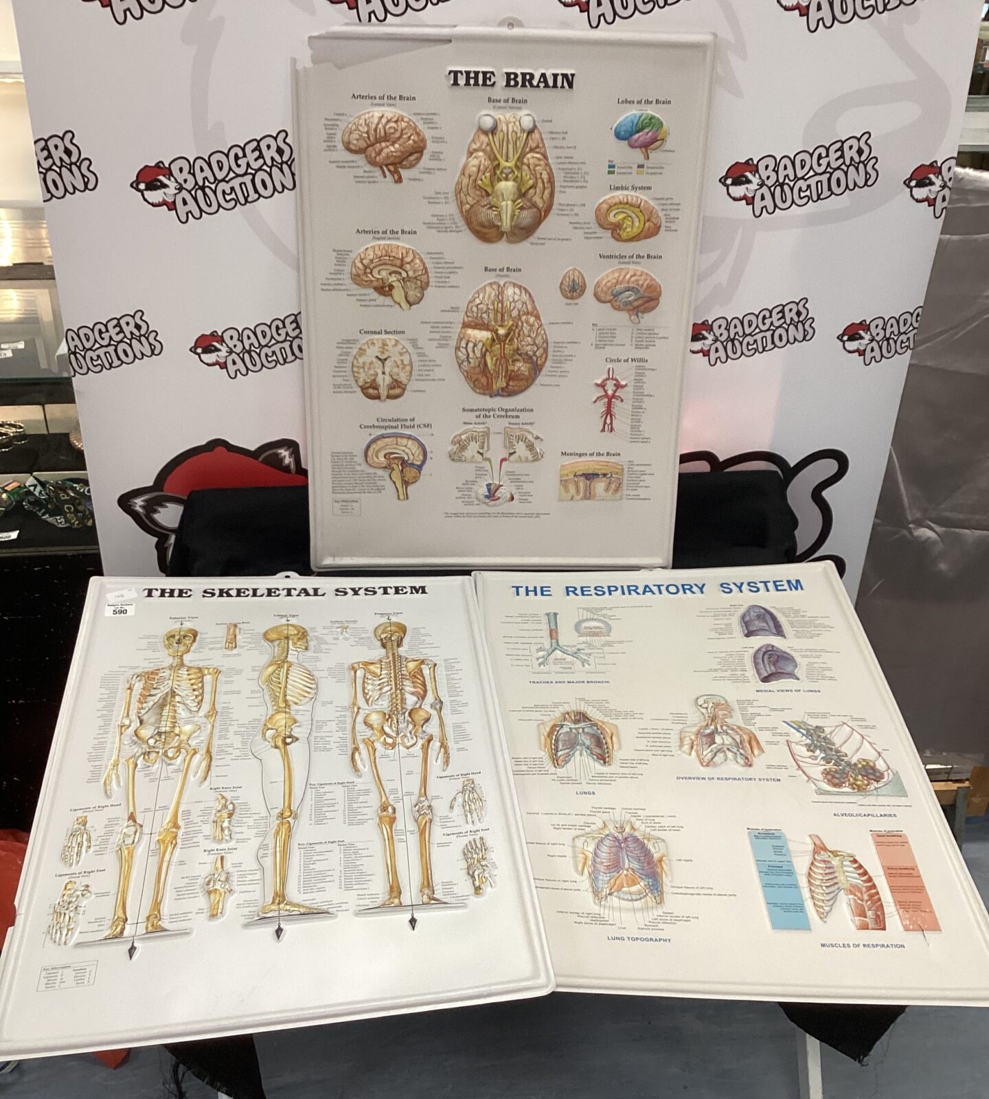 Three Human body wall hanging Diagrams