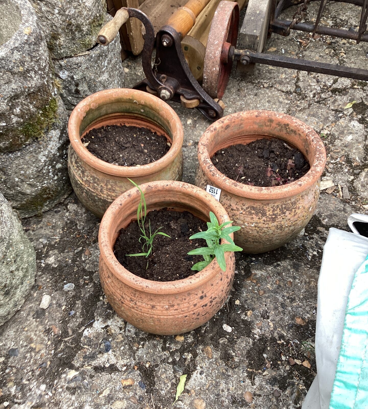 Three terracotta pots