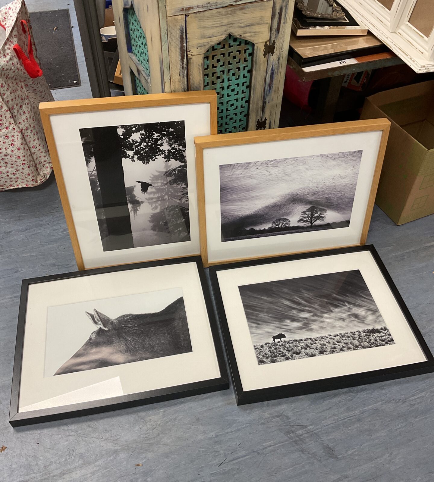 Four framed photographic prints of wildlife