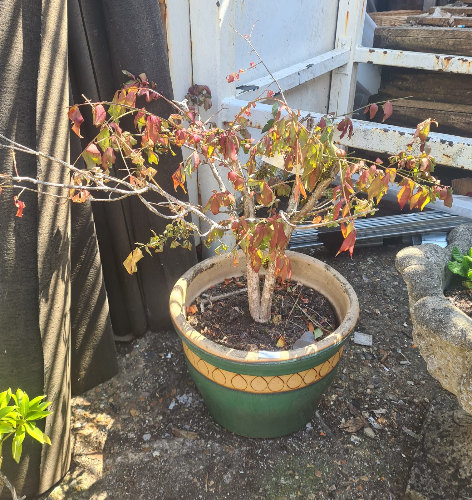 Ceramic garden glazed pot  planter