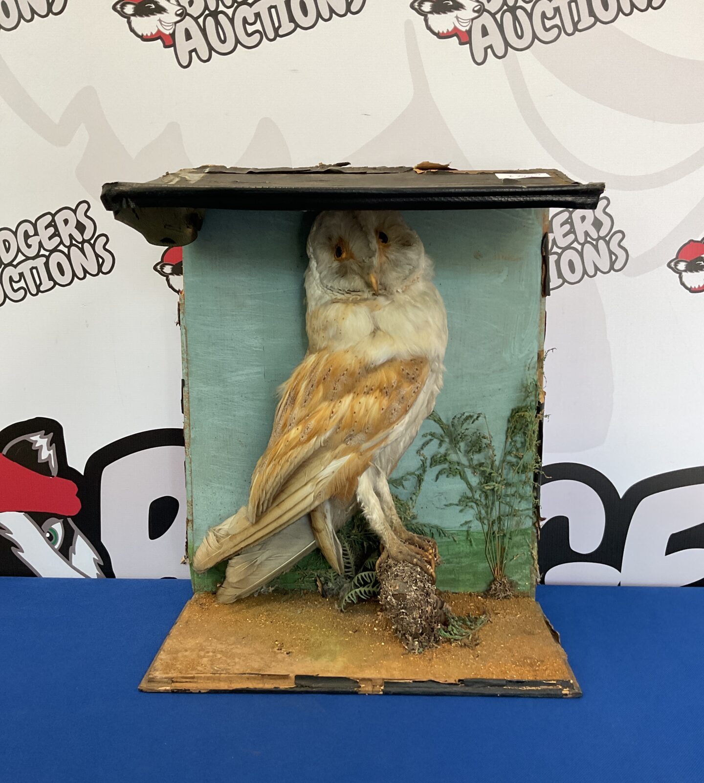 Victorian taxidermy barn owl