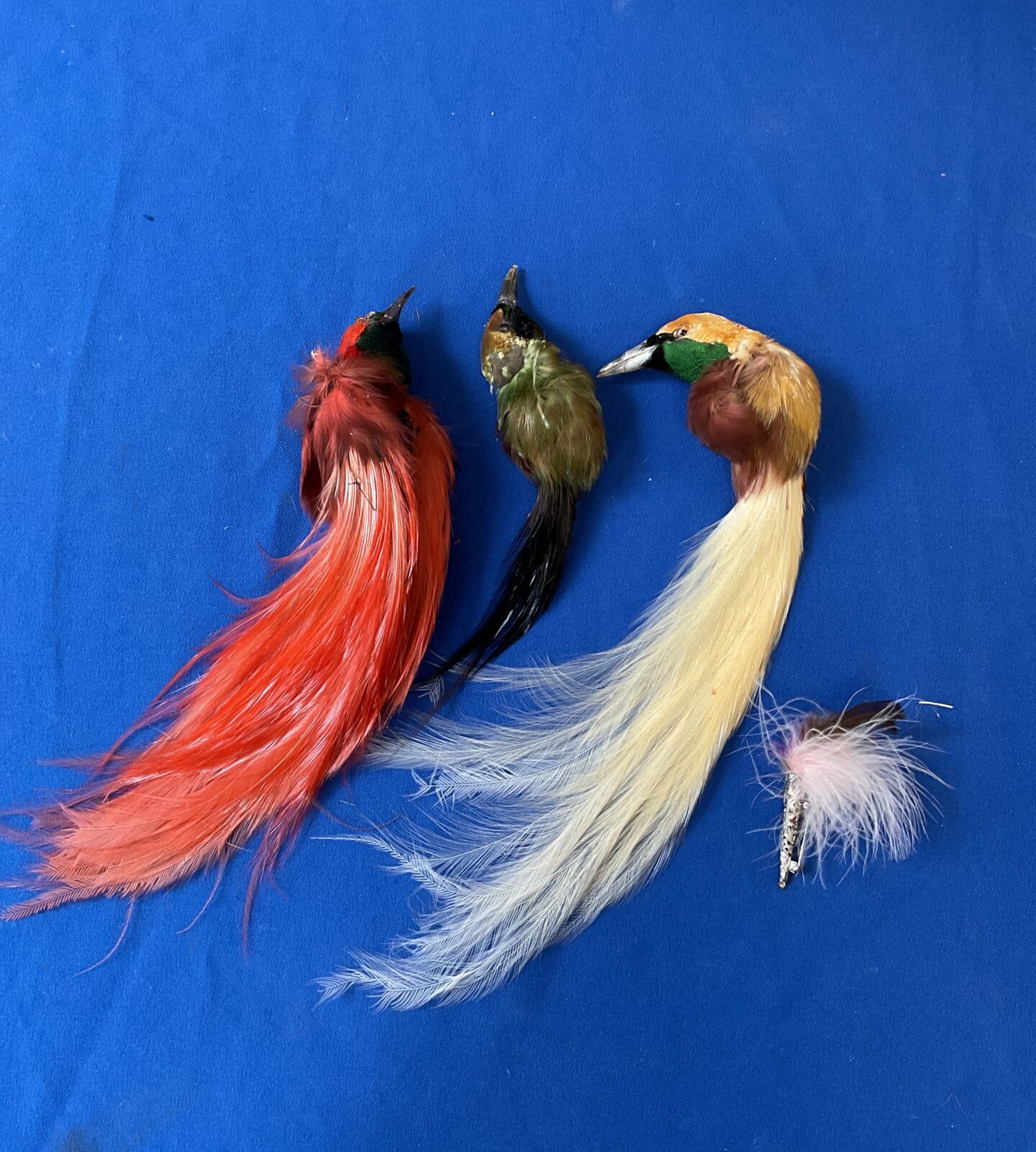 Three vintage taxidermy birds of paradise