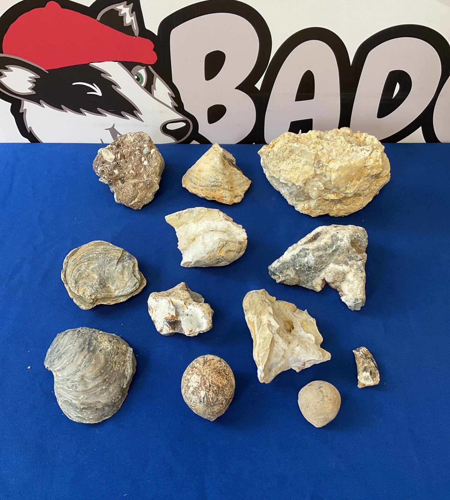 Collection of fossils & crystals