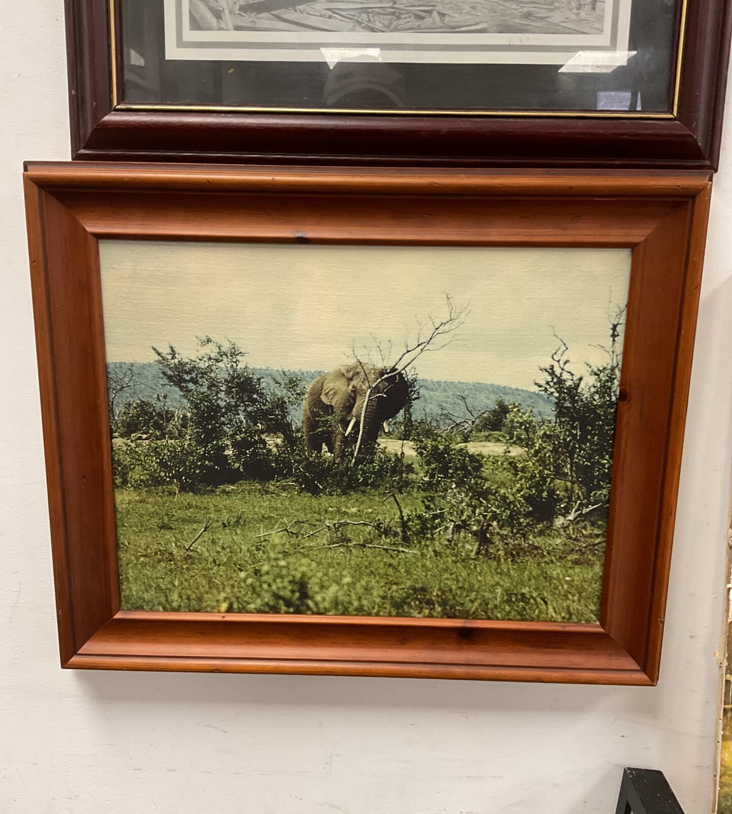 Framed photographic canvas print of an elephant
