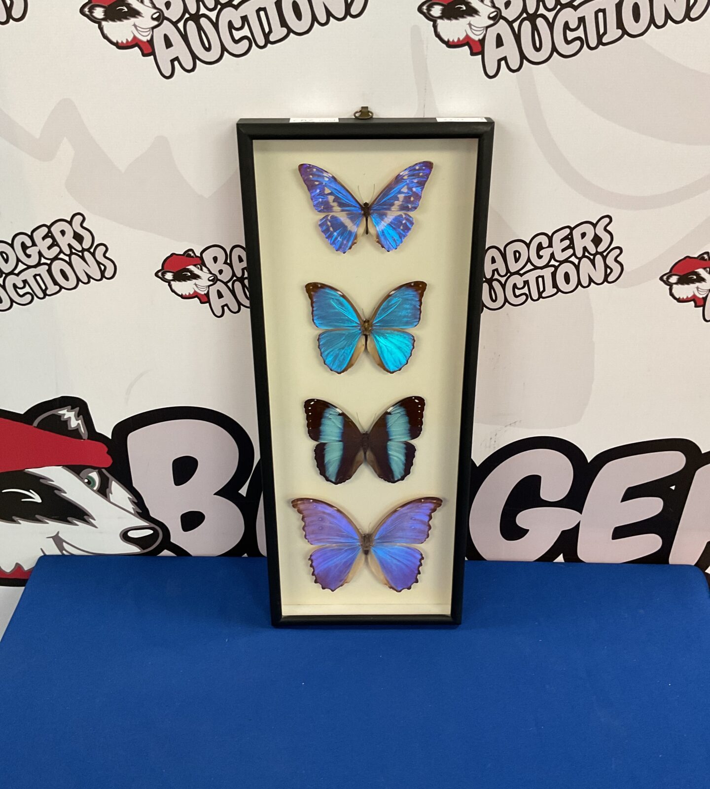 Four taxidermy south american morpho butterflies in case