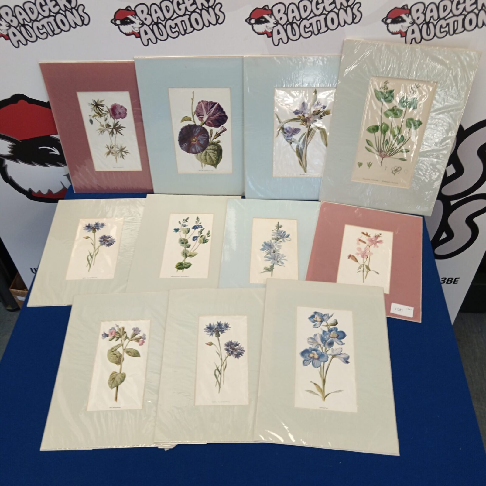 collection 10 of mounted vintage botanical prints