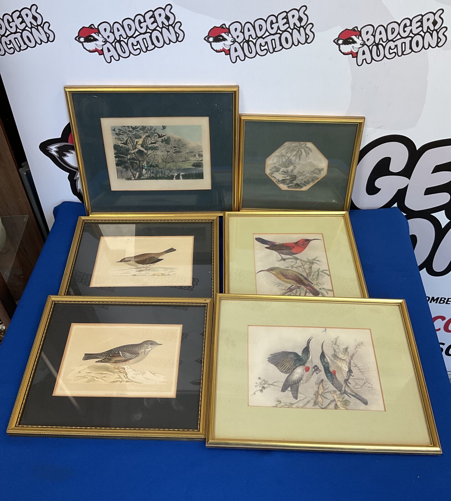 Six gilt framed antique engraving ps & prints of birds & wildlife