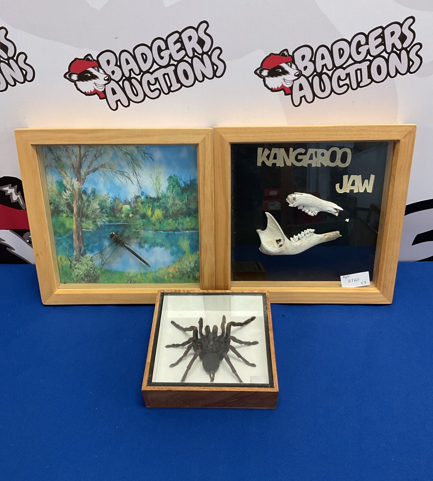 Framed taxidermy spider, dragonfly & kangaroo jaw