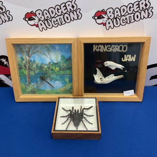 Framed taxidermy spider, dragonfly & kangaroo jaw