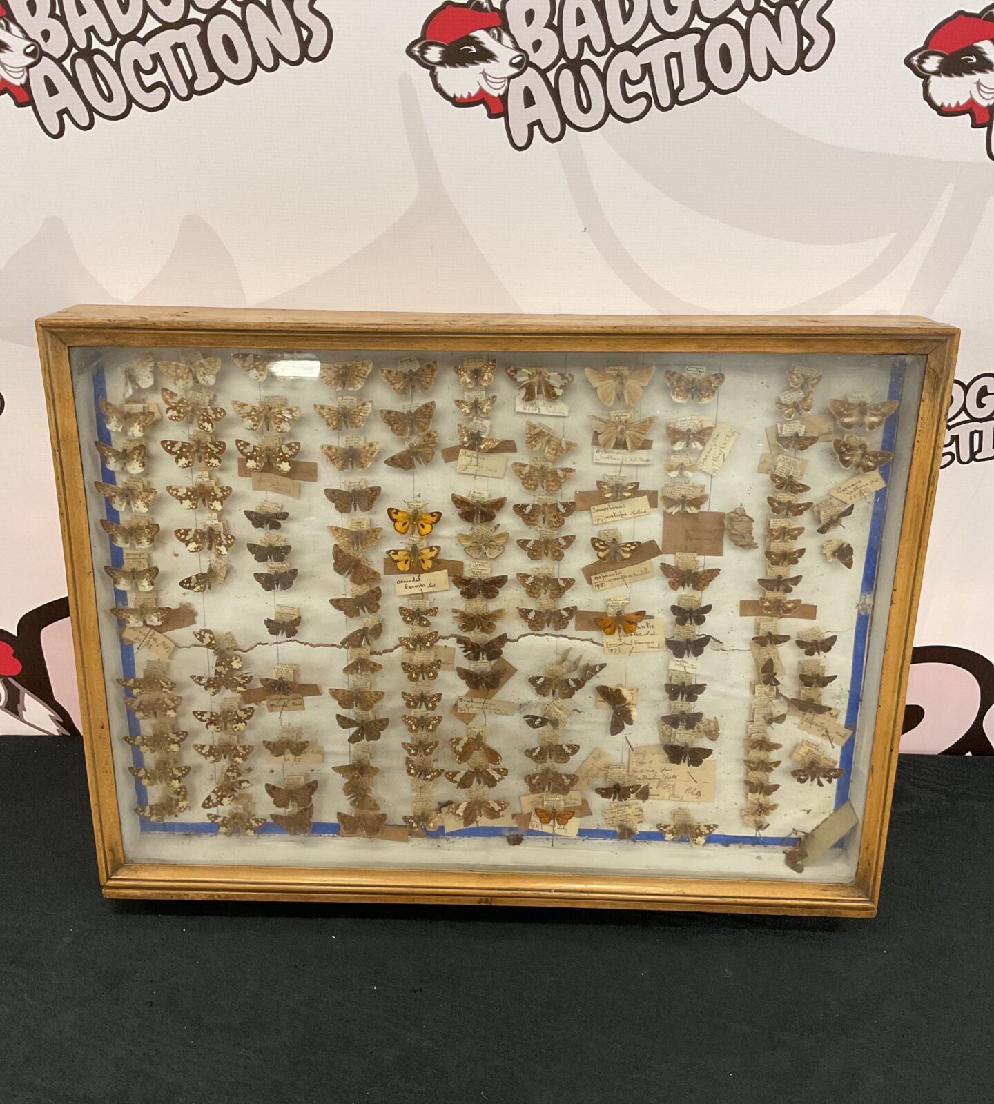 Vintage display case full of taxidermy butterfly