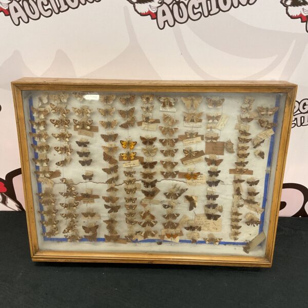 Vintage display case full of taxidermy butterfly