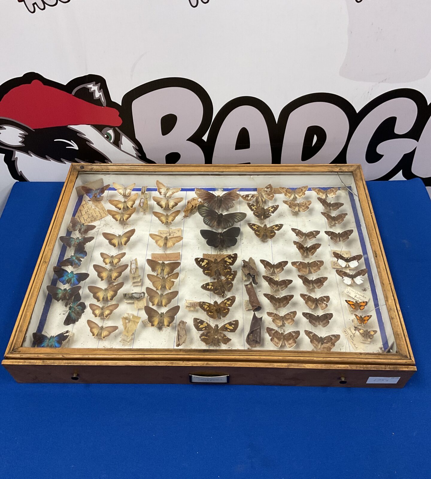 Collection of taxidermy butterflies in display case