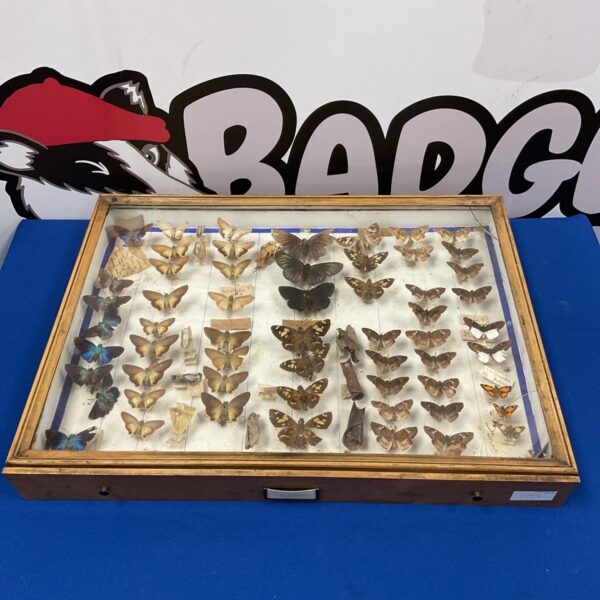 Collection of taxidermy butterflies in display case