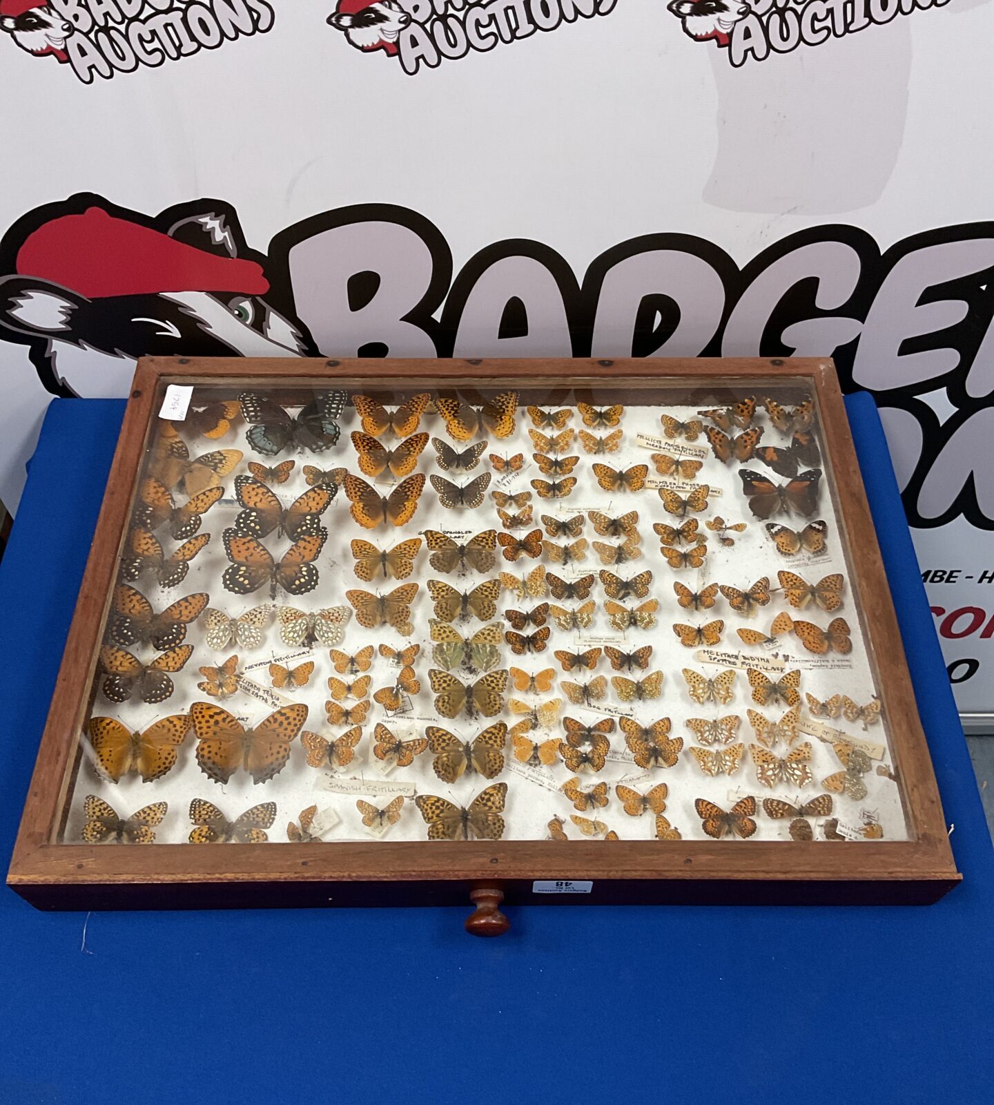 Collection of taxidermy butterflies in display case